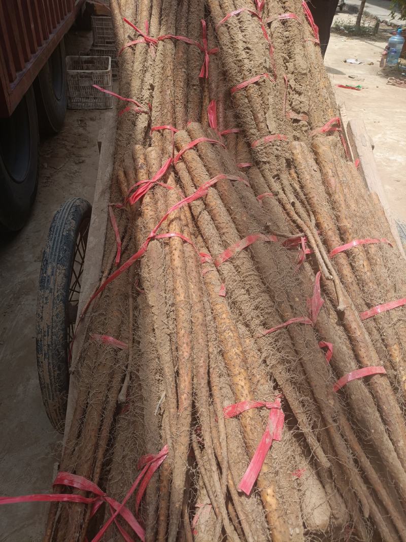精品广西铁棍山药产地货源充足量大价优欢迎电话联系