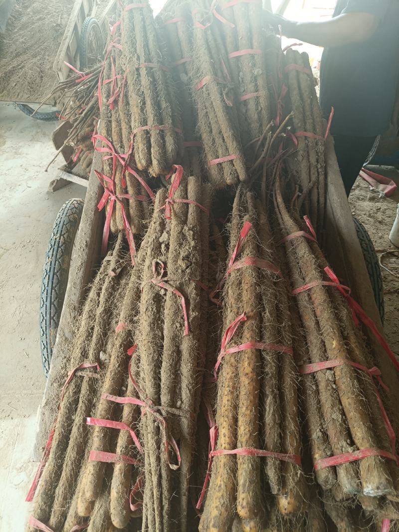 精品广西铁棍山药产地货源充足量大价优欢迎电话联系