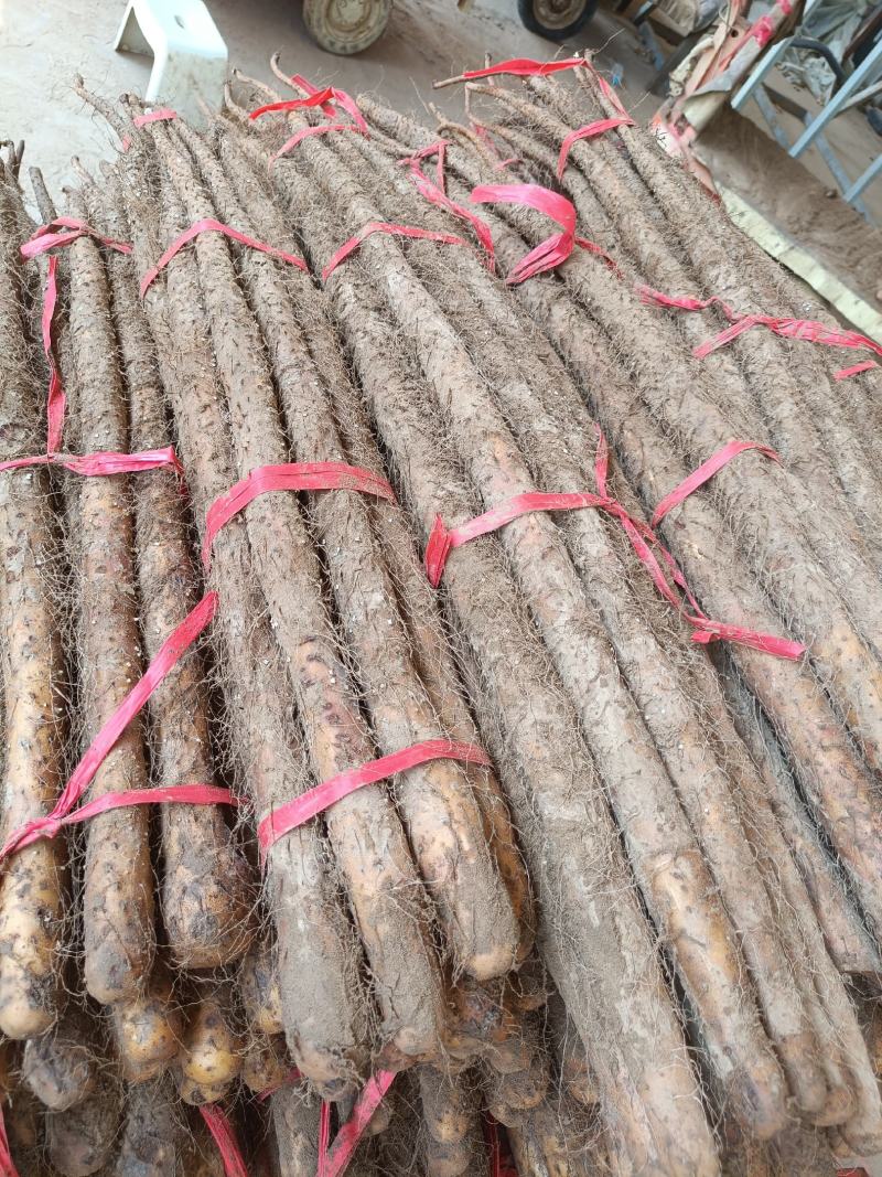 精品广西铁棍山药产地货源充足量大价优欢迎电话联系