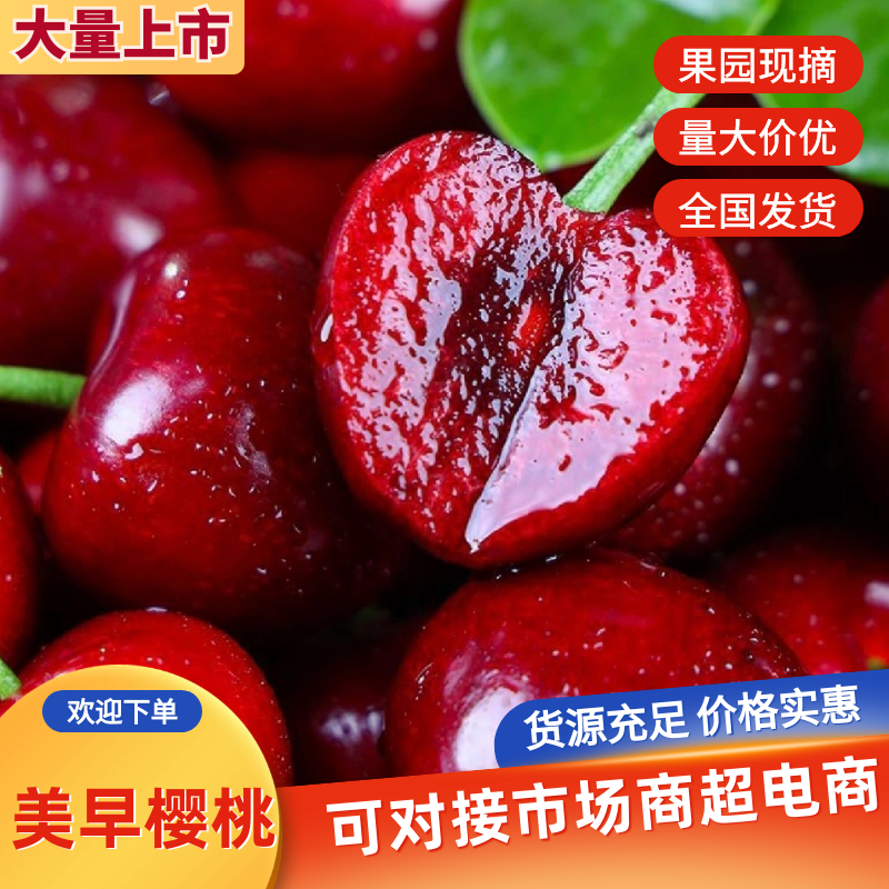 美早樱桃山东大樱桃产地直发专业对接各团购电商平台