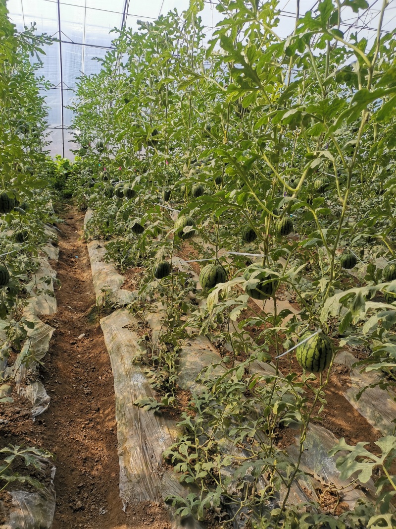 吊蔓小西瓜全美2k西瓜产地直销量大质优价格优惠