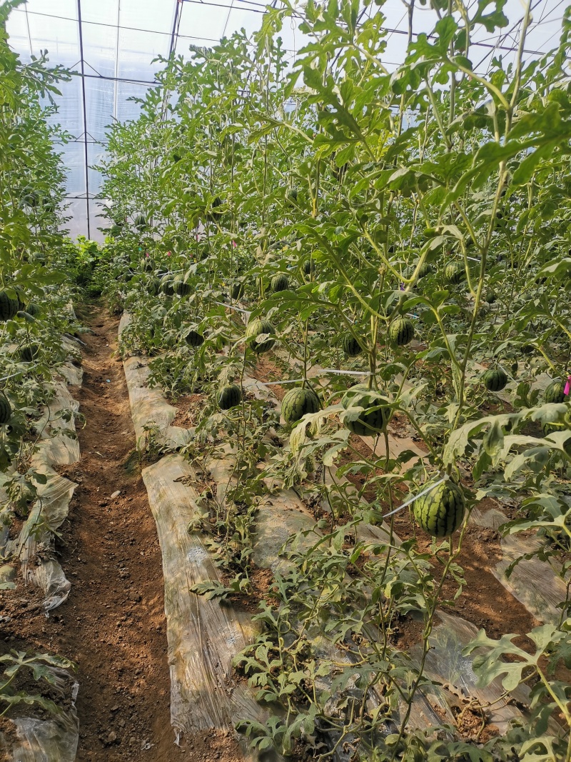 吊蔓小西瓜全美2k西瓜产地直销量大质优价格优惠