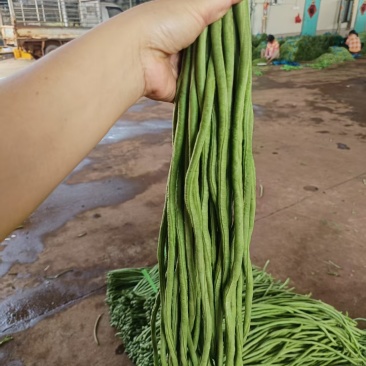 【青条豆角】广东徐闻基地直供质量保证货源充足全国发货