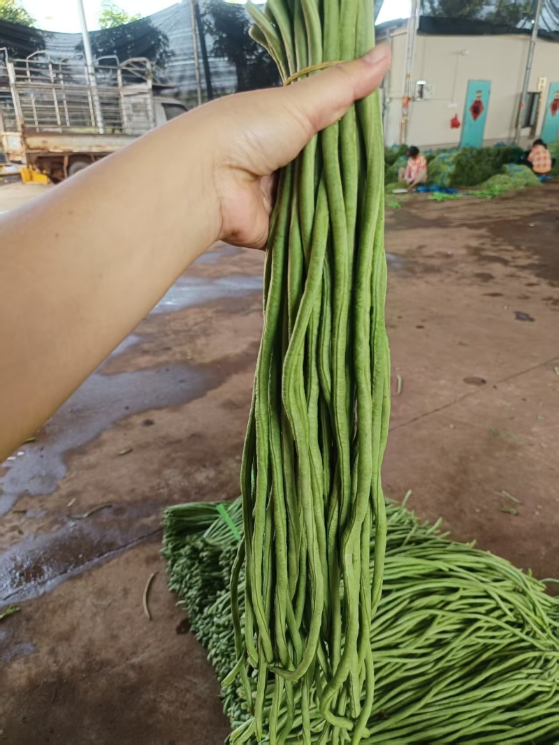 【青条豆角】广东徐闻基地直供质量保证货源充足全国发货