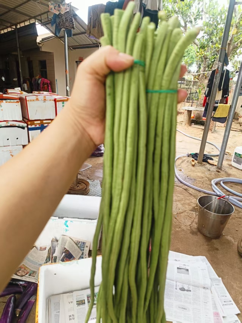 【青条豆角】广东徐闻基地直供质量保证货源充足全国发货