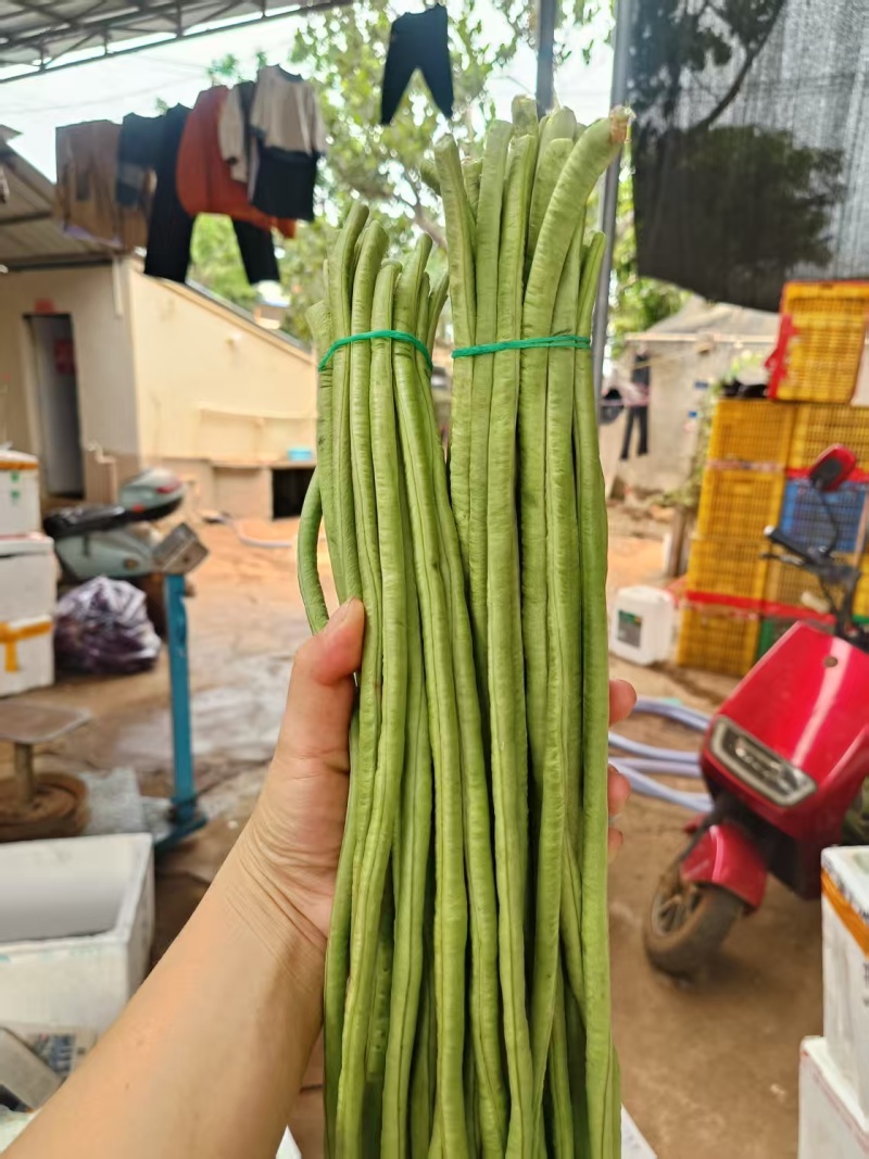 【青条豆角】广东徐闻基地直供质量保证货源充足全国发货