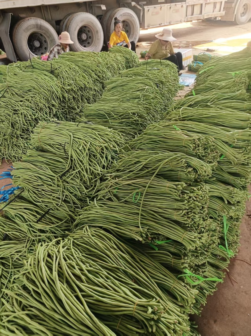 【青条豆角】广东徐闻基地直供质量保证货源充足全国发货