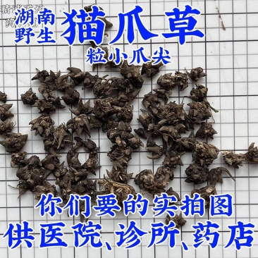 猫爪草