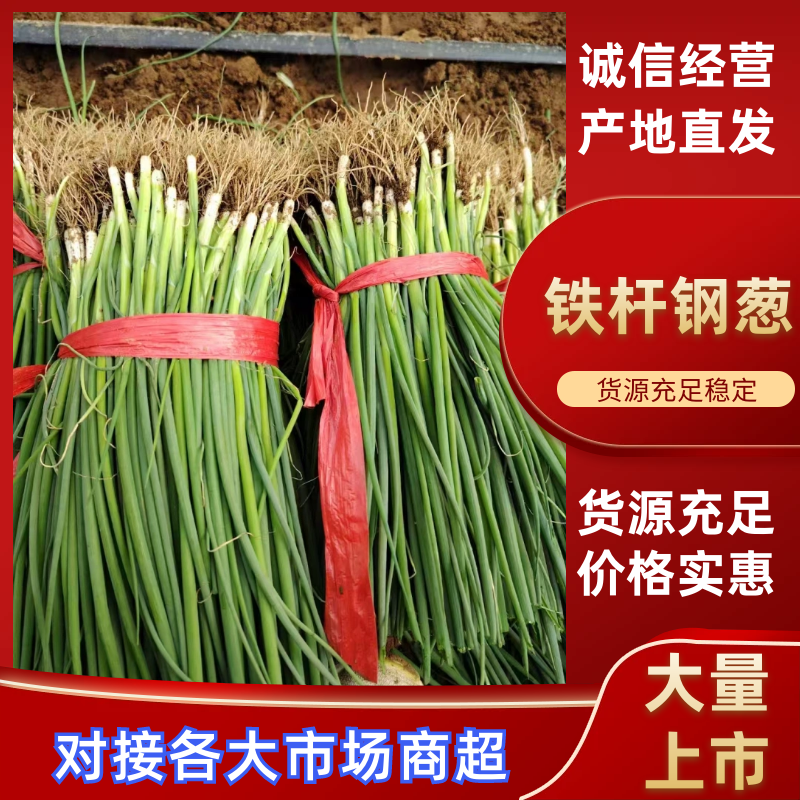 [实力商家]钢葱苗山东优质葱苗包成活代育葱苗现挖现发