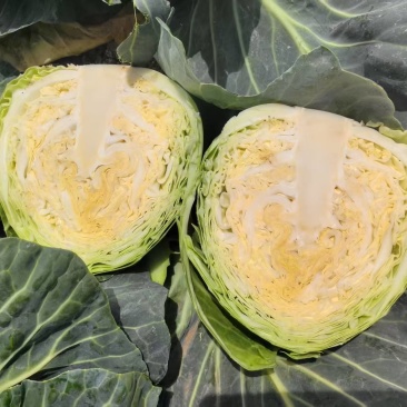 精品圆包菜，规格齐全，源头产地，量大从优，价格透明