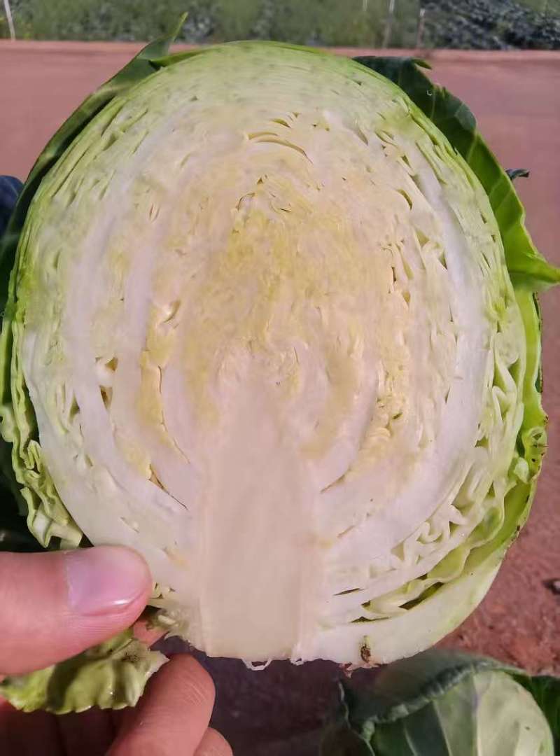 精品圆包菜，规格齐全，源头产地，量大从优，价格透明