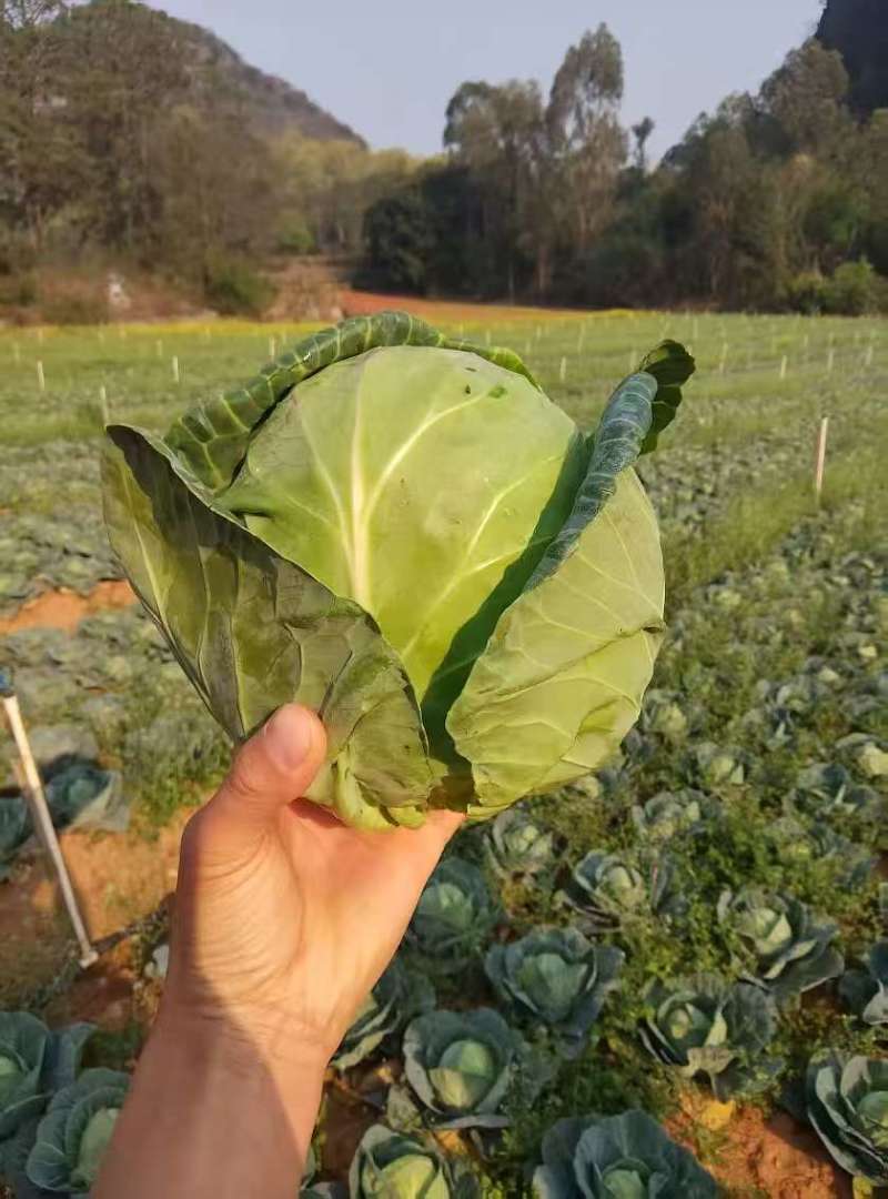 精品圆包菜，规格齐全，源头产地，量大从优，价格透明