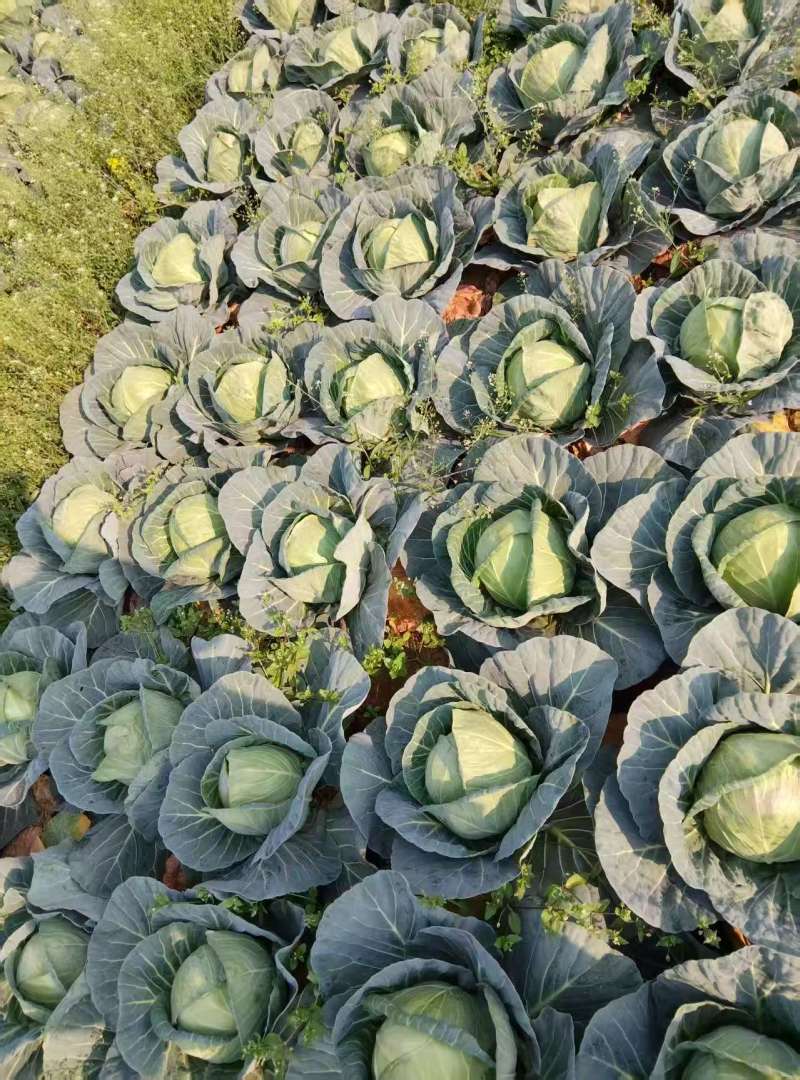 精品圆包菜，规格齐全，源头产地，量大从优，价格透明