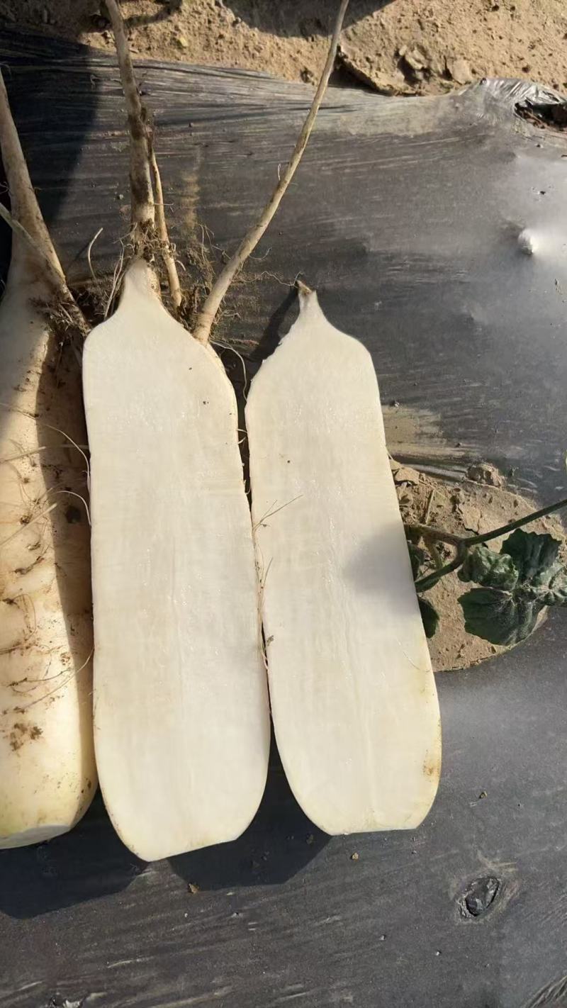 泥货萝卜货源充足，量大从优，全国发货，欢迎致电