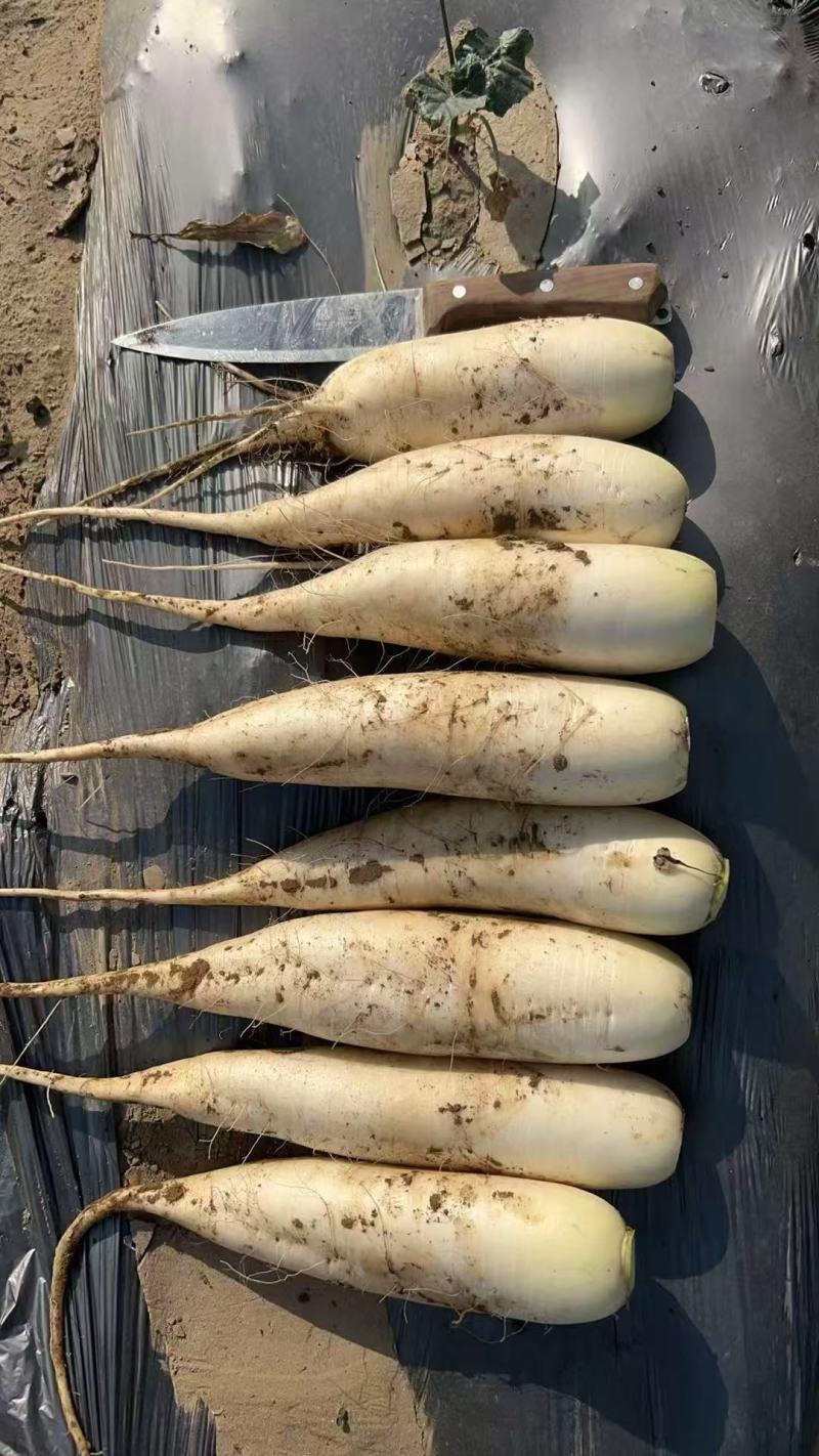 泥货萝卜货源充足，量大从优，全国发货，欢迎致电