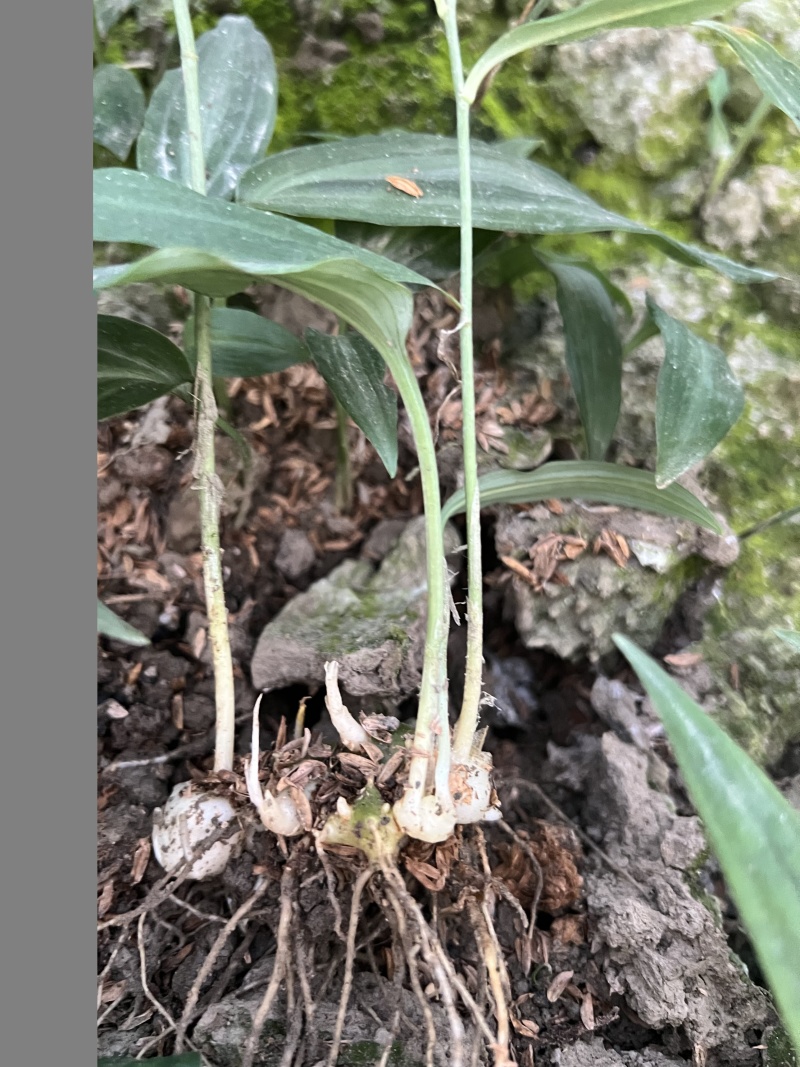 黄精种苗基地直销量大质优价格优惠一手货源欢迎咨询