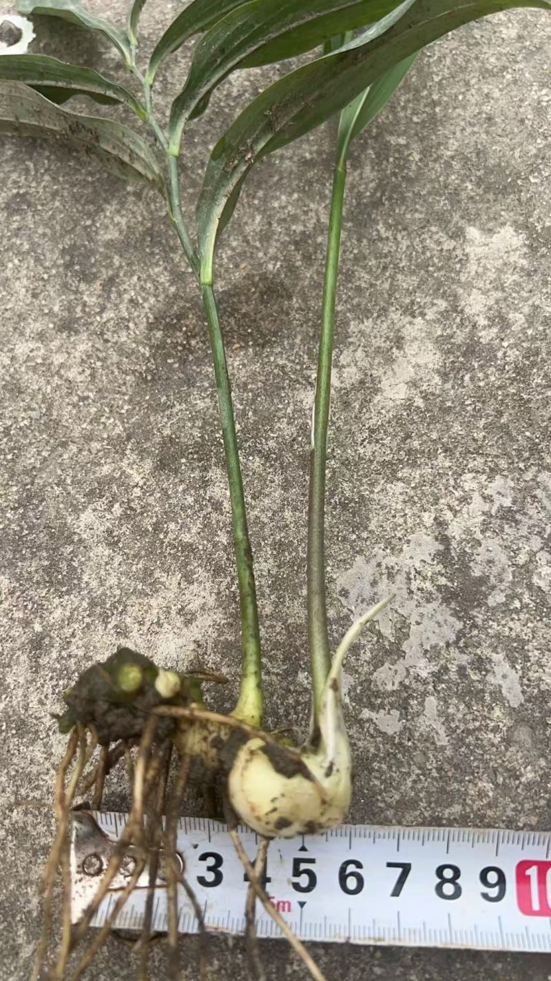 黄精种苗基地直销量大质优价优保成活率免费指导技术
