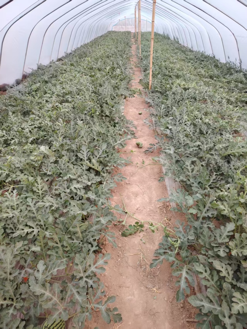 麒麟西瓜即将上市品质保证价格优惠现摘现发欢迎来电洽谈
