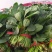 河北一手货源大叶菠菜对接全国市场量大从优欢迎采购热卖中