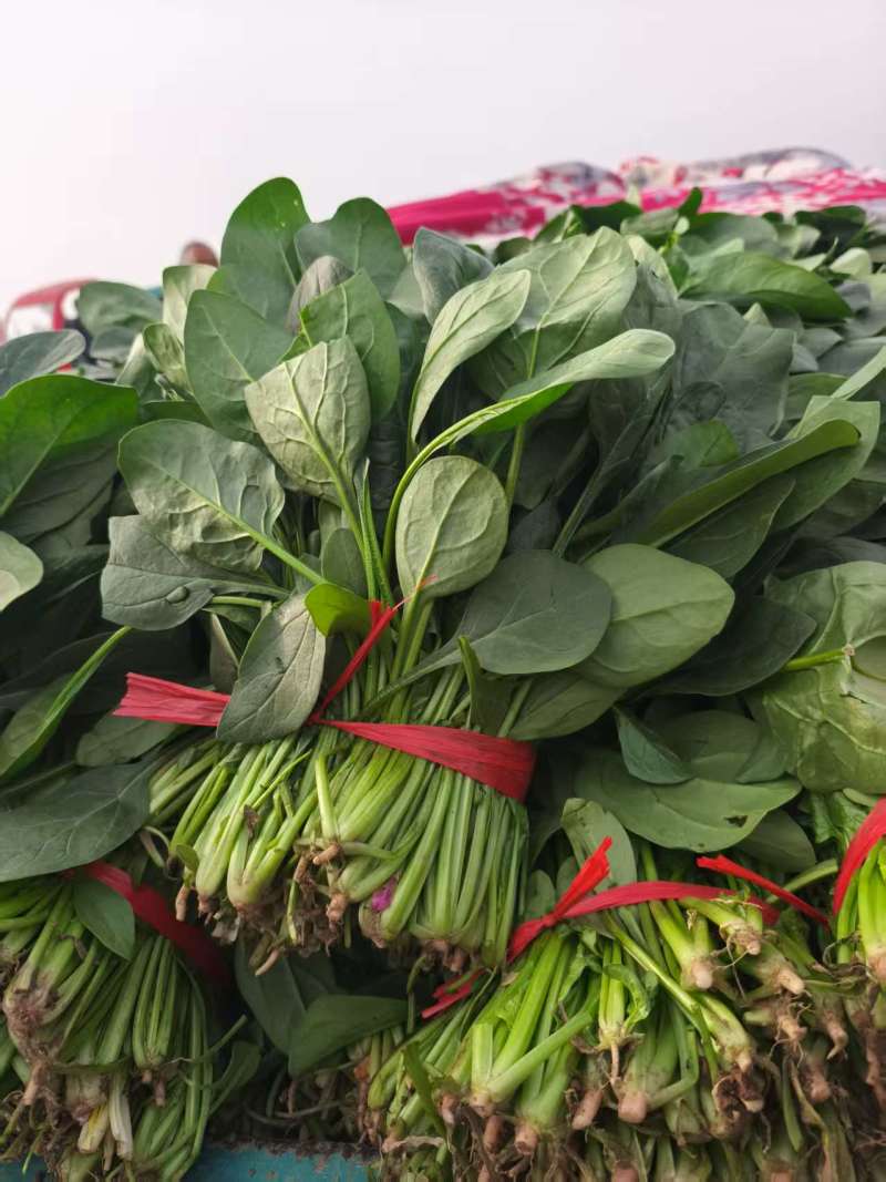 河北一手货源大叶菠菜对接全国市场量大从优欢迎采购热卖中