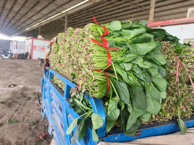 河北一手货源大叶菠菜对接全国市场量大从优欢迎采购热卖中