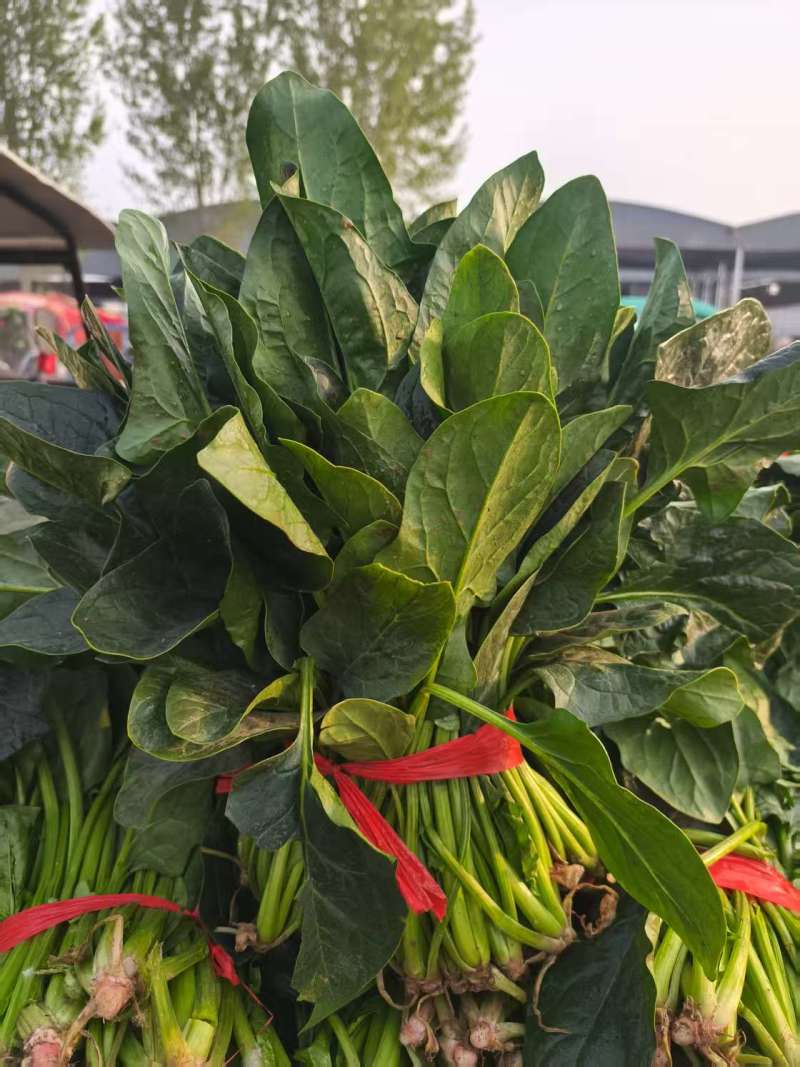 河北一手货源大叶菠菜对接全国市场量大从优欢迎采购热卖中