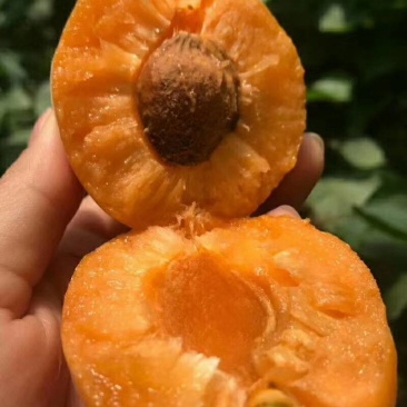 河南安阳金太阳杏黄杏酸甜可口大量上市大量出售量大从优