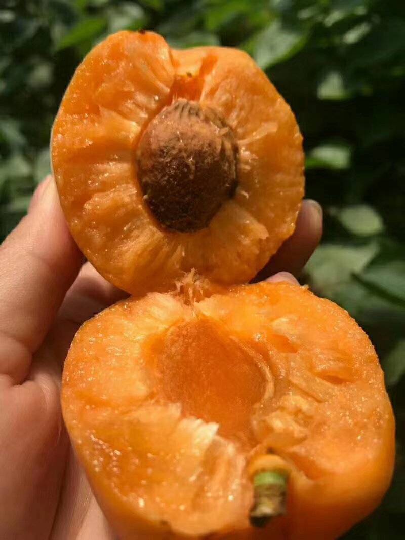 河南安阳金太阳杏黄杏酸甜可口大量上市大量出售量大从优