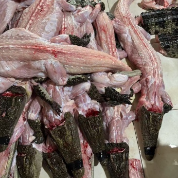 鳄鱼肉无皮肉一手货源对接餐饮批发稳定供应量大从优