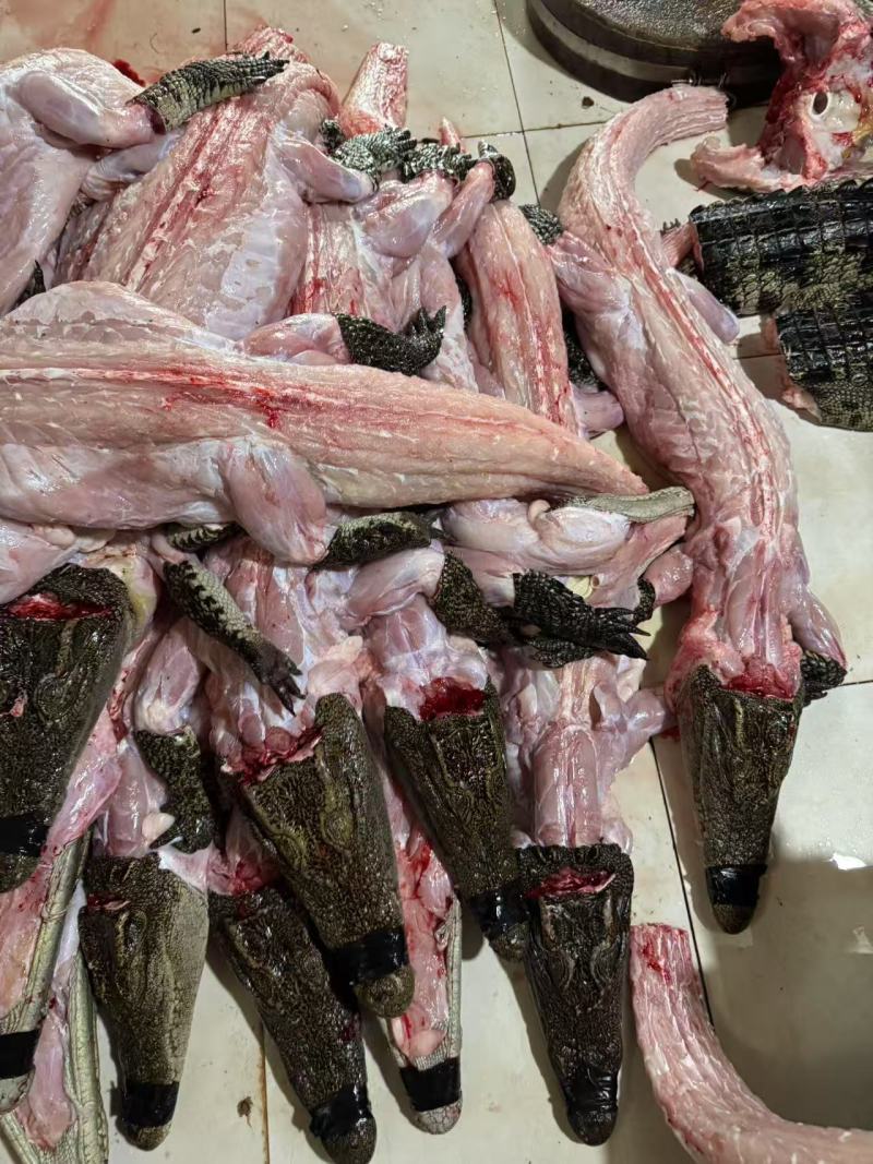 鳄鱼肉无皮肉一手货源对接餐饮批发稳定供应量大从优