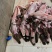 鳄鱼肉无皮肉一手货源对接餐饮批发稳定供应量大从优