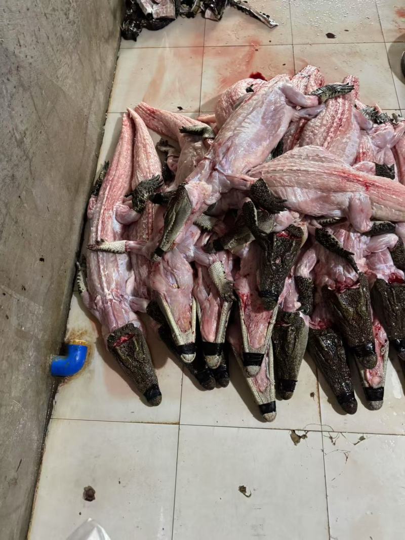 鳄鱼肉无皮肉一手货源对接餐饮批发稳定供应量大从优
