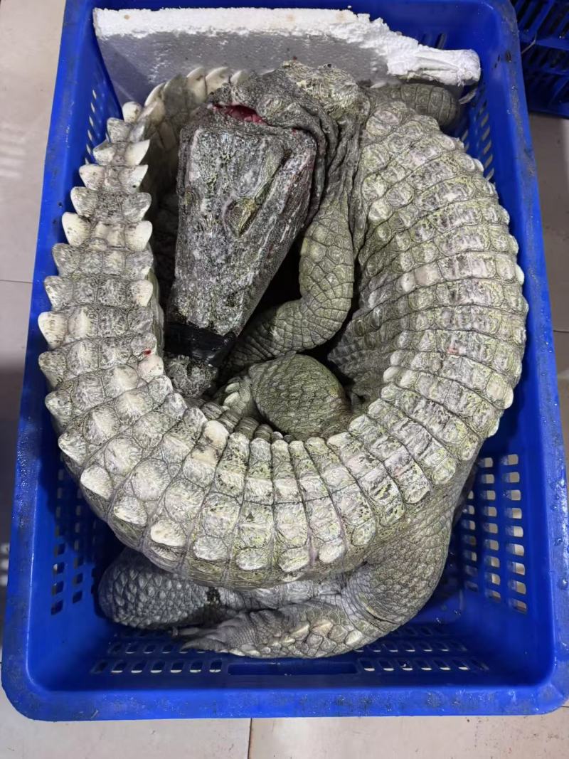 鳄鱼肉无皮肉一手货源对接餐饮批发稳定供应量大从优