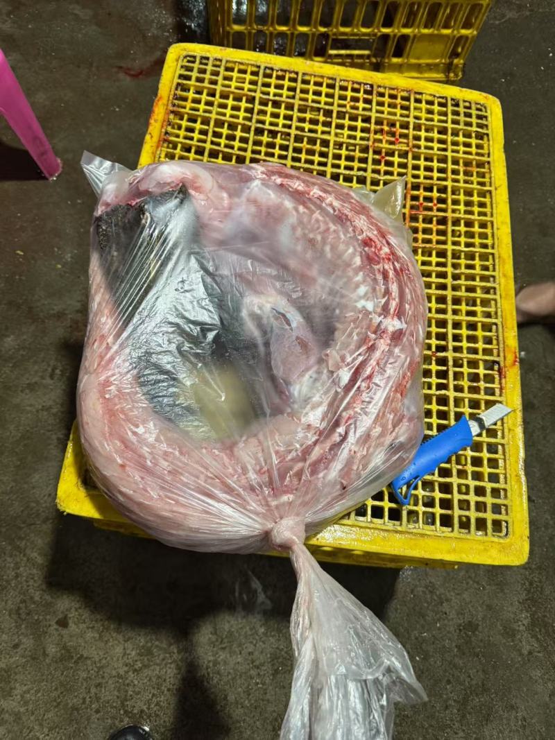 鳄鱼肉新鲜白条鳄鱼肉常年供应连锁餐饮批发按需包装