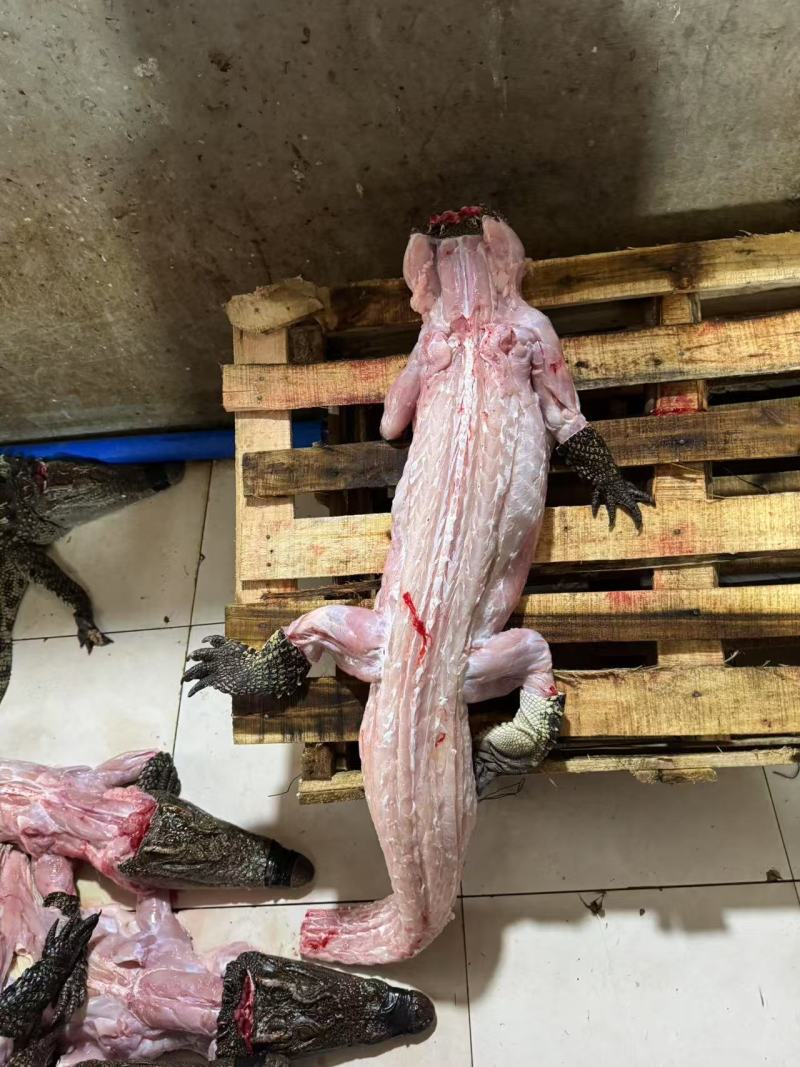 鳄鱼肉新鲜白条鳄鱼肉常年供应连锁餐饮批发按需包装