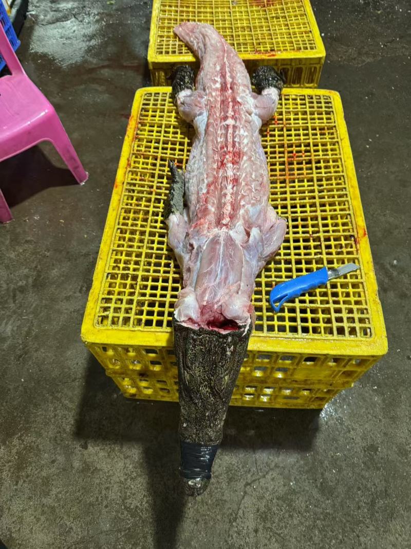 邓鳄新鲜白条鳄鱼肉带皮鳄鱼肉无皮鳄鱼肉餐饮店批发