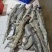 邓鳄新鲜白条鳄鱼肉带皮鳄鱼肉无皮鳄鱼肉餐饮店批发