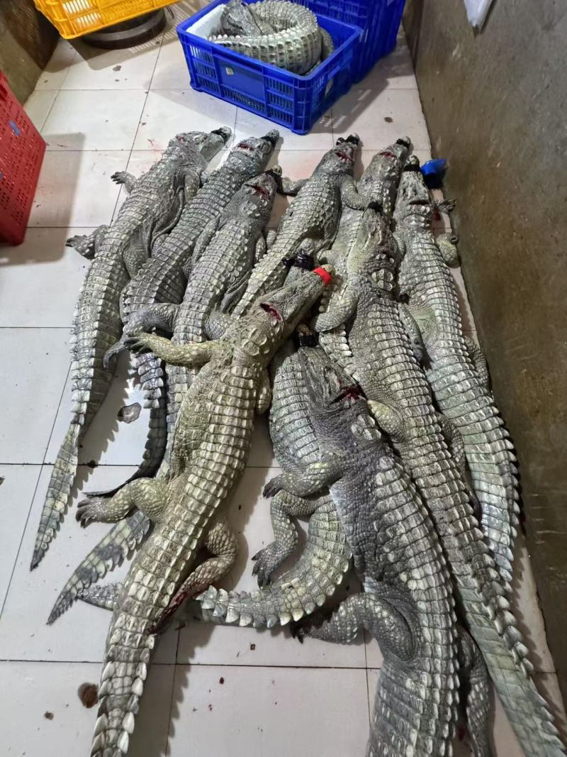 邓鳄新鲜白条鳄鱼肉带皮鳄鱼肉无皮鳄鱼肉餐饮店批发