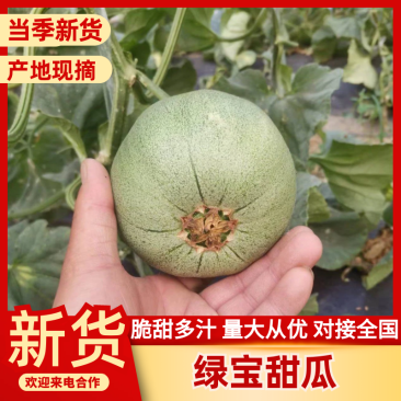 绿宝甜瓜博洋甜瓜产地直销大量供应欢迎各位老板来电