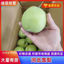雪花梨，雪梨，赵州雪花梨新鲜下树，量大从优，代收，代发