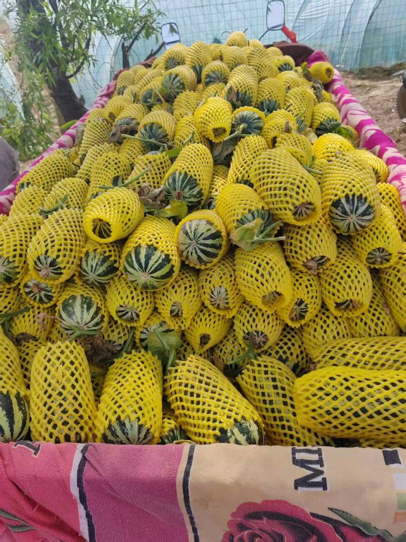 博洋甜瓜基地直销量大质优价格优惠欢迎各大老板采购