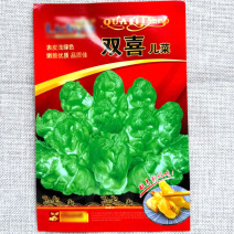双喜儿菜种子耐肥耐寒肉质白嫩细腻多汁味清香微甜