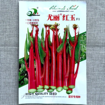 尤丽红玉红菜苔种子早熟分枝强无蜡粉苔叶小抽台快