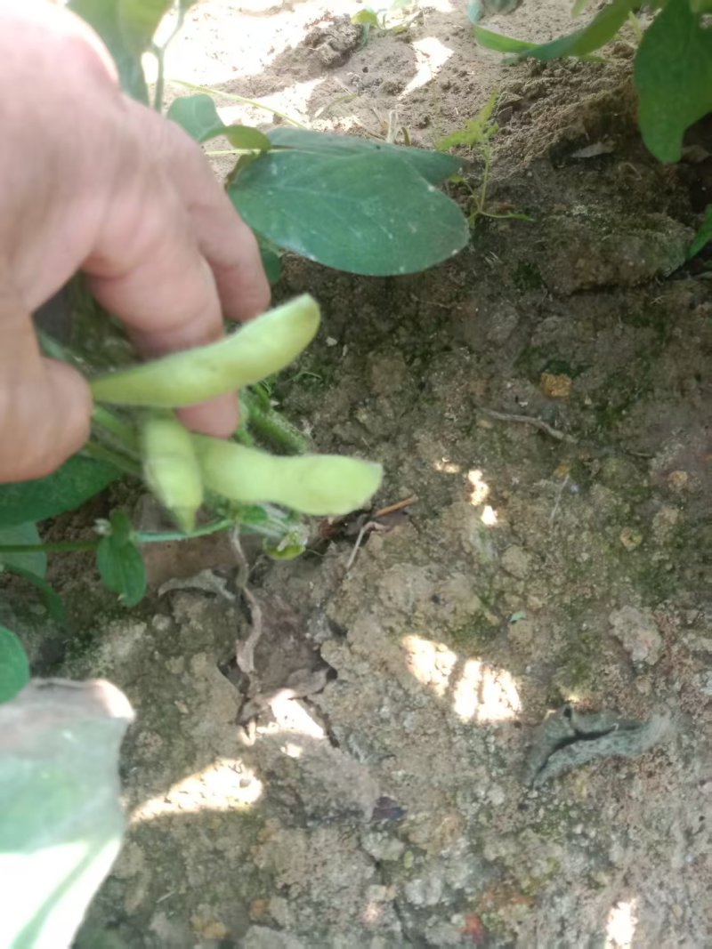 新鲜毛豆，新鲜现货，欢迎各位老板前来选购