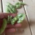 新鲜毛豆，新鲜现货，欢迎各位老板前来选购