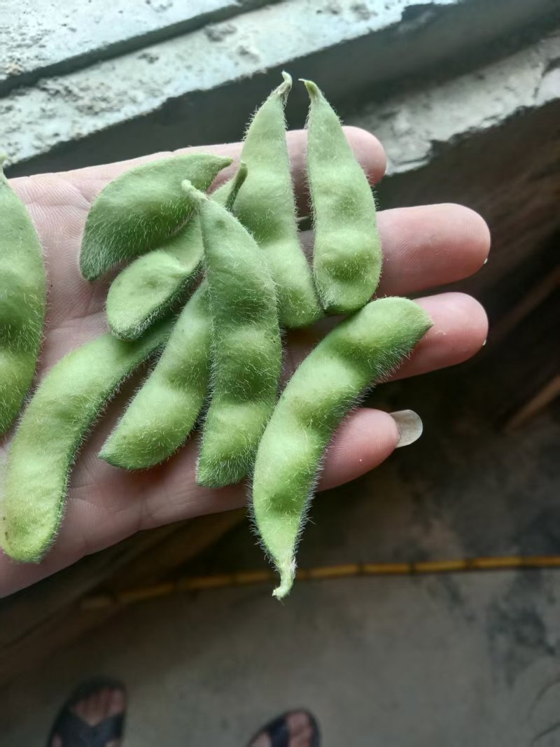 新鲜毛豆，新鲜现货，欢迎各位老板前来选购