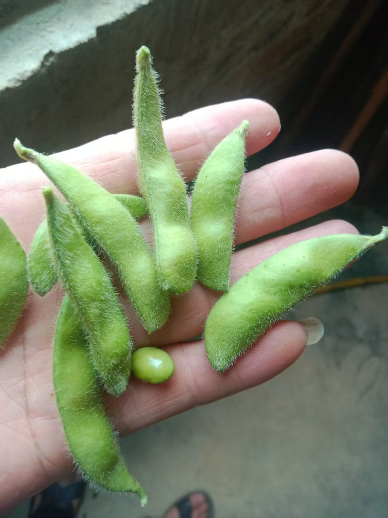 新鲜毛豆，新鲜现货，欢迎各位老板前来选购