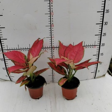 吉利红盆栽绿植红色植物客厅盆景懒人吸水陶瓷盆加仑