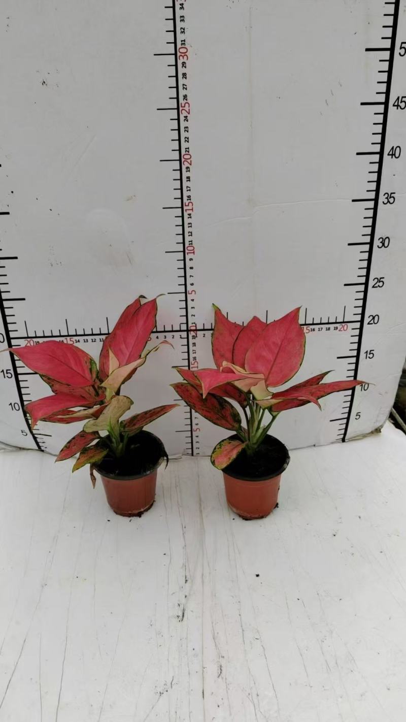 吉利红盆栽绿植红色植物客厅盆景懒人吸水陶瓷盆加仑