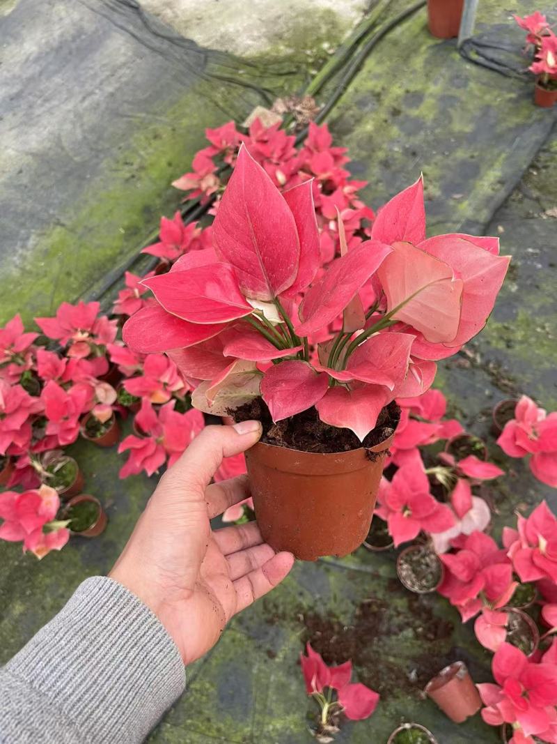 吉利红盆栽绿植红色植物客厅盆景懒人吸水陶瓷盆加仑